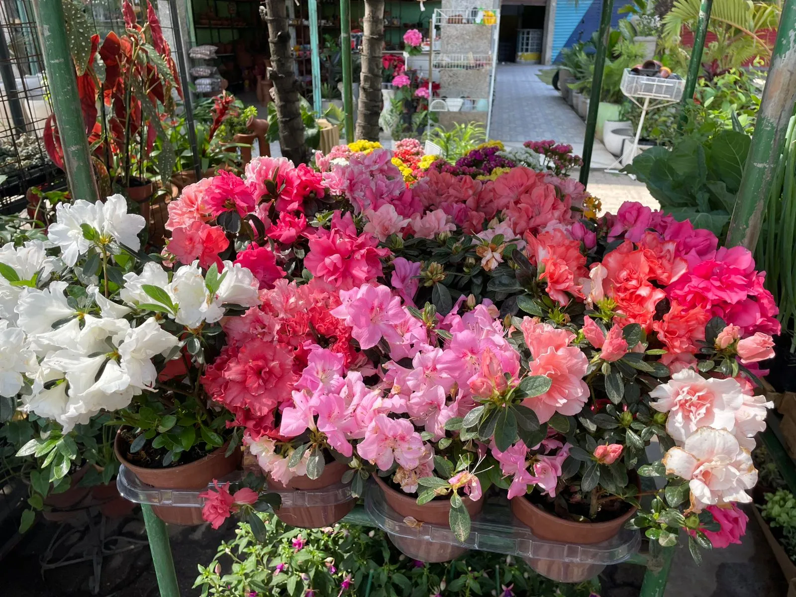 Vasos com azaleias coloridas na loja